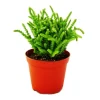 Exotenherz Sukkulente Crassula Lycopodioides Mäuseschwanz im 8,5cm Topf