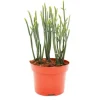Exotenherz Sukkulente Crassula Muscosa Harmony In Green 10cm Topf