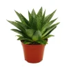 Exotenherz Sukkulente Gasteria D Tiga Gasterie 8,5cm Topf
