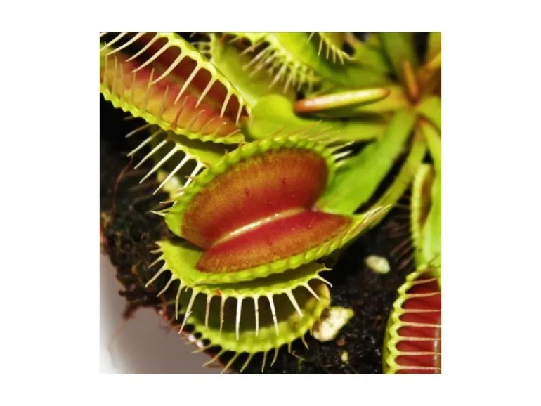 Exotenherz Venusfliegenfalle Dionaea Muscipula 9cm Topf
