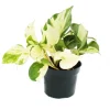 Exotenherz Weißbunte Efeutute Epipremnum Happy Leaf Scindapsus 12cm Topf Rankende Zimmerpflanze