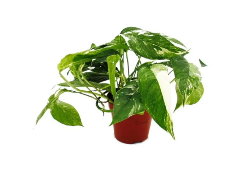 Exotenherz Weißbunte Gemusterte Efeutute Epipremnum Variegata Scindapsus 12cm Topf Rankende Zimmerpflanze