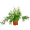 Exotenherz Zierspargel Asparagus Densiflorus Sprengeri Pflegeleichte Grünpflanze 12cm Topf