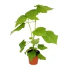 Exotenherz Zimmerlinde Sparmannia Africana 17cm Topf