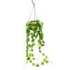 Exotenherz Zimmerpflanze zum Hängen Dischidia Platyphylla Urnenpflanze 14cm Ampeltopf