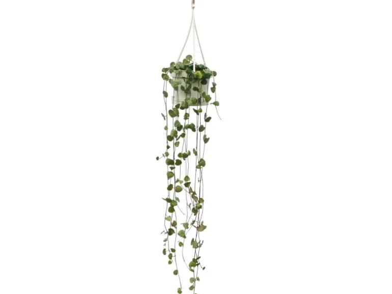 Exotenherz Zimmerpflanze zum Hängen Ceropegia Woodii Leuchterblume 10cm Ampel