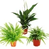 Exotenherz Zimmerpflanzen Trio Luftreiniger Set mit Luftreinigenden Pflanzen Nephrolepis Spathiphyllum Chlorophytum