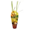 Exotenherz Zitronengras Cymbopogon Citratus 12cm Topf