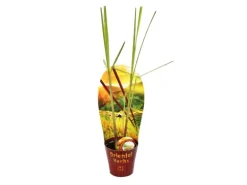 Exotenherz Zitronengras Cymbopogon Citratus 12cm Topf