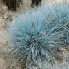 Festuca Cinerea Uchte Blauschwingel Ca. 9x9 cm Topf