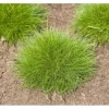 Festuca Gautieri Teddybär Bärenfellgras Ca. 9x9 cm Topf
