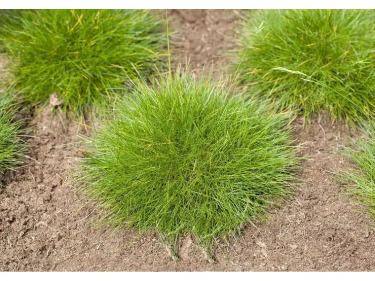 Festuca Gautieri Teddybär Bärenfellgras Ca. 9x9 cm Topf