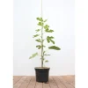 Ficus Carica Feige 100-125 cm