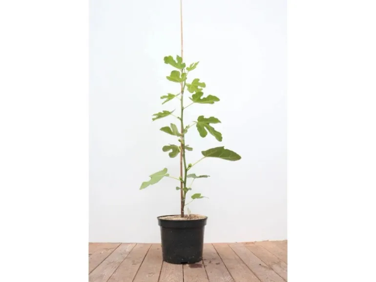 Ficus Carica Feige 100-125 cm