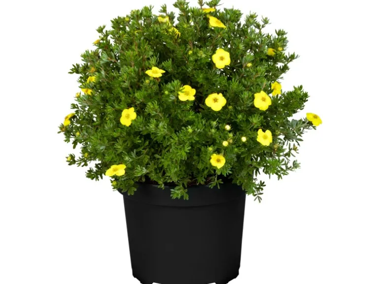 Fingerstrauch Gelb Höhe ca. 20 - 30 cm Topf ca. 2,3 l Potentilla fructicosa