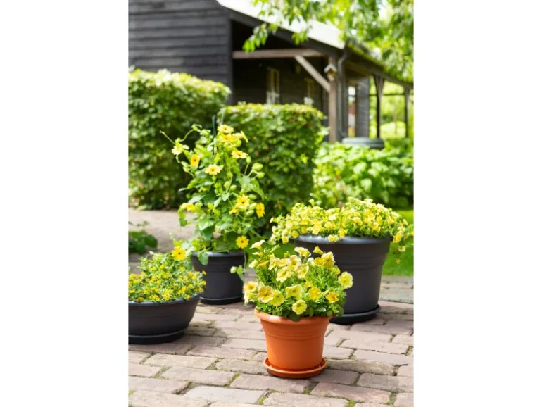 Florus Pflanztopf Fiore Alessia Ø 30 cm terrakotta