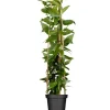 Geißblatt Topf-Ø ca. 17 cm Lonicera henryi