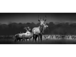 Glasbild Herd of Deer 125 cm x 50 cm