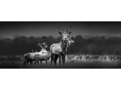 Glasbild Herd Of Deer 80 cm x 30 cm