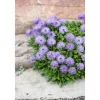 Globularia Punctata Kugelblume Ca. 9x9 cm Topf
