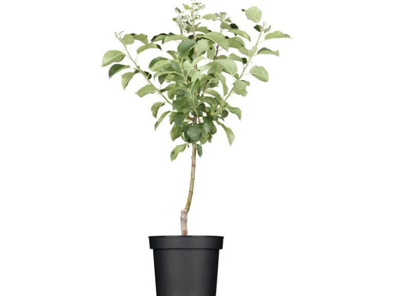 GROW by OBI Bio Apfel "Golden Delicious" Topf ca. 7 l Malus domestica