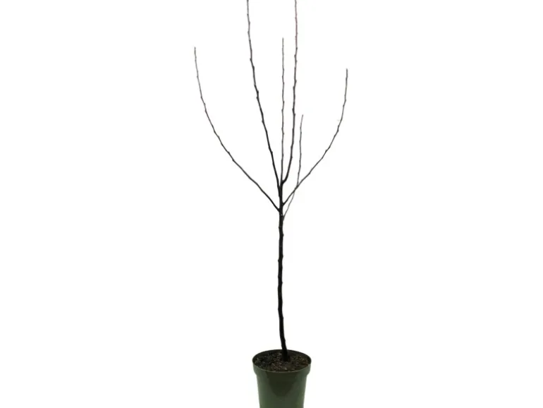 GROW by OBI Bio Apfel "Golden Delicious" Topf ca. 7 l Malus domestica