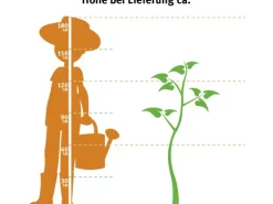 GROW by OBI Bio Birne "Gellerts Butterbirne" Grün-Gelb ca. 120-140 cm Topf 7 l