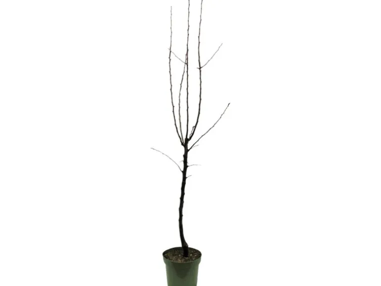 GROW by OBI Bio Birne "Gellerts Butterbirne" Grün-Gelb ca. 120-140 cm Topf 7 l