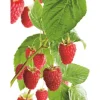 GROW by OBI Bio Himbeere "Aroma Queen" Topf ca. 2 l Rubus
