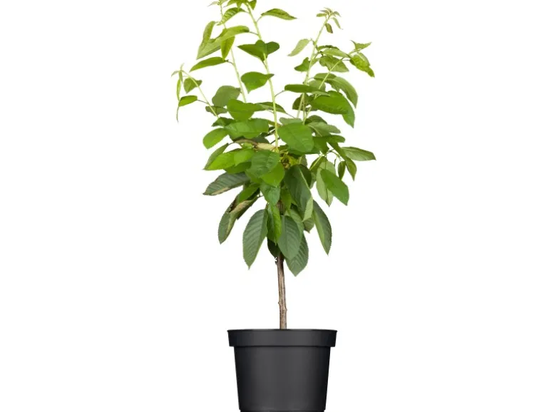 GROW by OBI Bio Süßkirsche "Hedelfinger Riesenkirsche" Rotbraun 120-140 Topf 7l