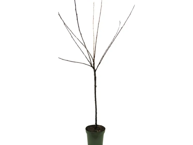 GROW by OBI Bio Süßkirsche "Hedelfinger Riesenkirsche" Rotbraun 120-140 Topf 7l