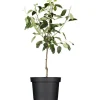 GROW by OBI Bio Winterapfel "Gloster" Rot Höhe ca. 120 - 140 cm Topf ca. 7 l