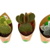 GROW by OBI Feigenkaktus Mix 3-fach sortiert Topf-Ø ca. 8,5 cm Opuntia