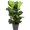 GROW by OBI Geigenfeige Höhe ca. 135 cm Topf Ø ca. 34 cm Ficus Lyrata