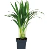 GROW by OBI Goldfruchtpalme Topf Ø ca. 12 cm Areca Dypsis Lutescens