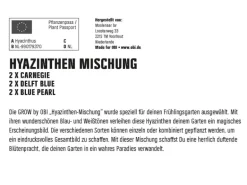 GROW by OBI Hyazinthen Mischung 6 Stück Hyacinthus Mix