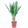 GROW by OBI Palmlilie 1er Stamm Topf Ø ca. 11 cm Yucca Elephantipes
