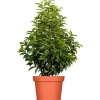 GROW by OBI Portugiesischer Kirschlorbeer Höhe ca. 80-100cm Topf ca.7,5 l Prunus