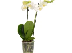 GROW by OBI Schmetterlings-Orchidee 2-Trieber Weiß Topf Ø ca. 9 cm Phalaenopsis