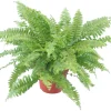 GROW by OBI Schwertfarn Topf Ø ca. 12 cm