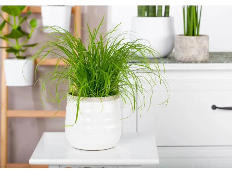 GROW by OBI Vitalfutter Katzengras Topf-Ø ca. 12 cm Cyperus alternifolius zumula