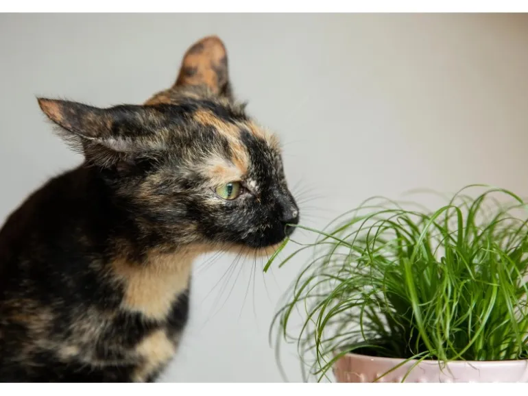 GROW by OBI Vitalfutter Katzengras Topf-Ø ca. 12 cm Cyperus alternifolius zumula