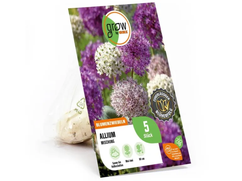 GROW by OBI Zierlauch Purple Sensation Mischung 5 Stück Allium
