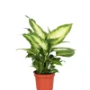 GROW Dieffenbachie "Camilla" Höhe ca. 35cm Topf-Ø 12 cm Dieffenbachia maculata