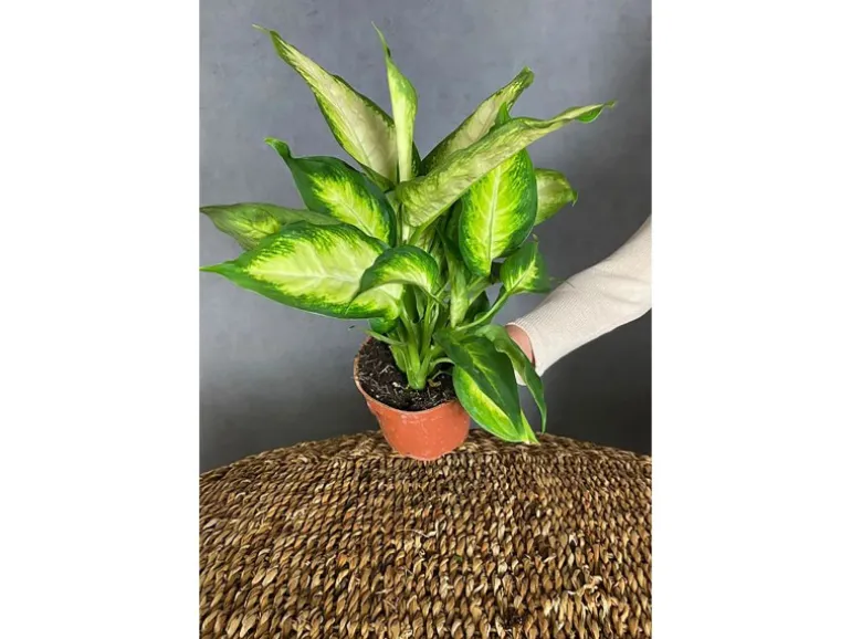 GROW Dieffenbachie "Camilla" Höhe ca. 35cm Topf-Ø 12 cm Dieffenbachia maculata