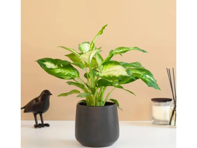 GROW Dieffenbachie "Camilla" Höhe ca. 35cm Topf-Ø 12 cm Dieffenbachia maculata