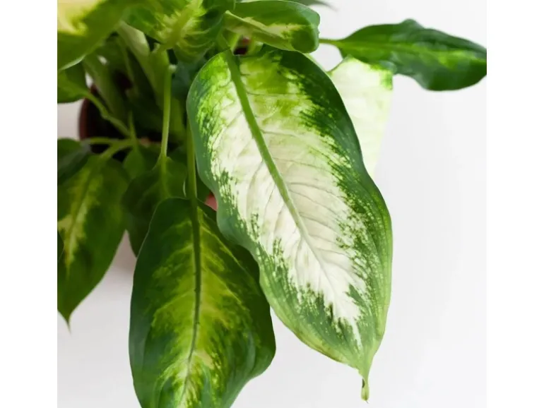 GROW Dieffenbachie "Camilla" Höhe ca. 35cm Topf-Ø 12 cm Dieffenbachia maculata
