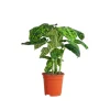 GROW Dieffenbachie "Reflector" Höhe ca. 50 - 55 cm Topf-Ø 17 cm Dieffenbachia