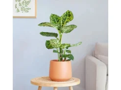 GROW Dieffenbachie 