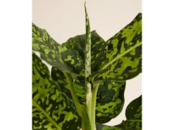 GROW Dieffenbachie 